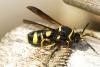 Leucospis dorsigera